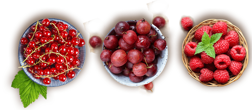 ovoce pro zdravi